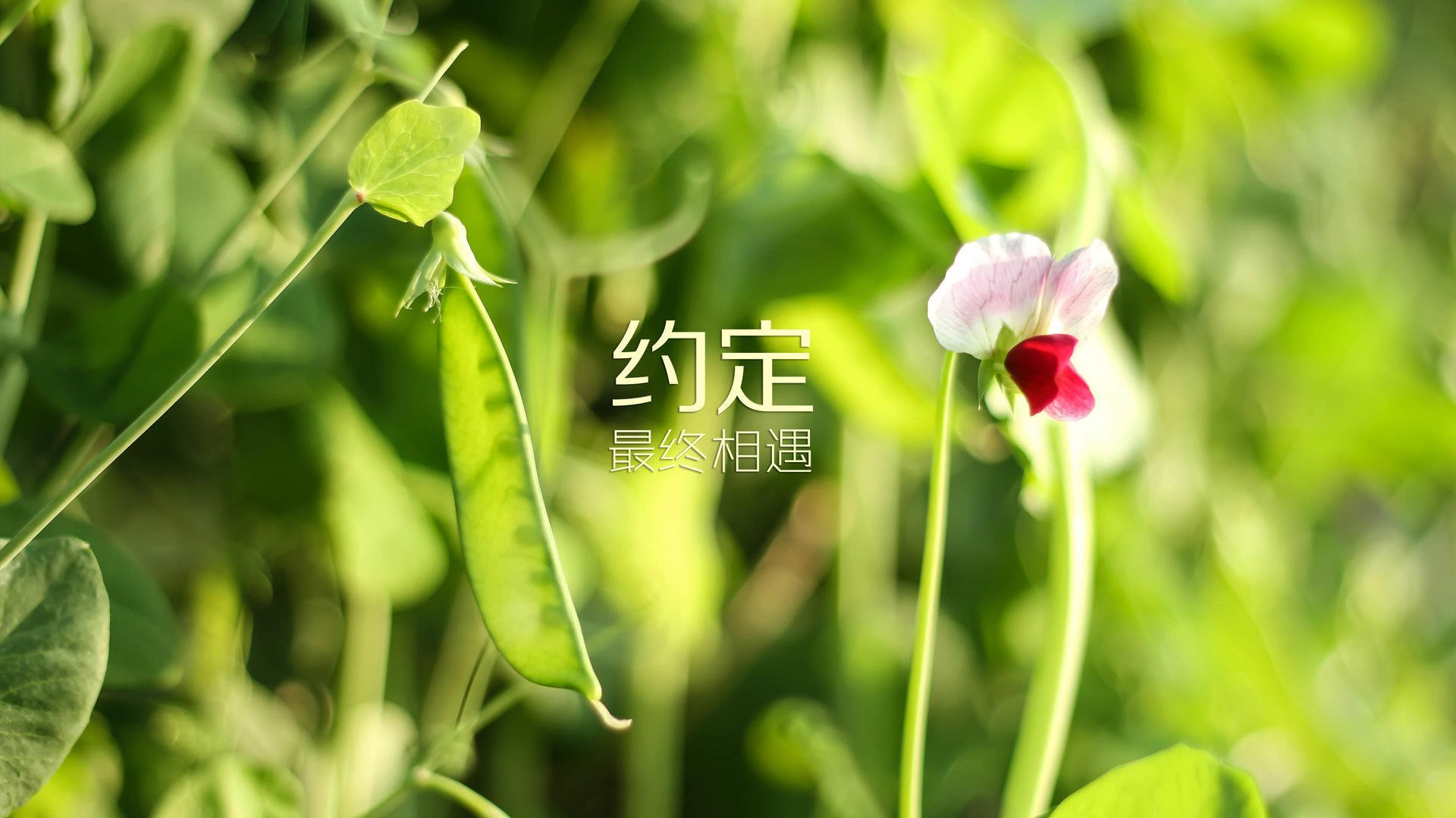 张雨霏训练节奏稳定教练组给予肯定，张雨霏的现任教练是哪里人